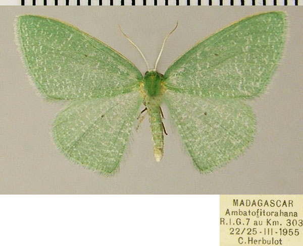 /filer/webapps/moths/media/images/R/reducta_Heterorachis_AF_ZSM.jpg