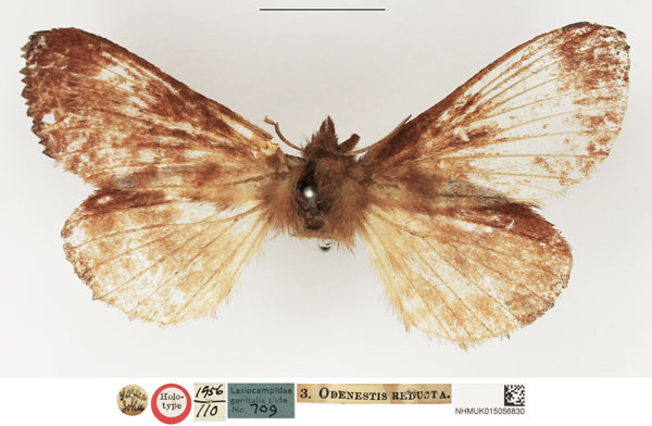 /filer/webapps/moths/media/images/R/reducta_Odonestis_HT_NHMUK.jpg