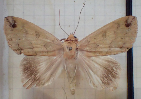 /filer/webapps/moths/media/images/R/reducta_Ophiusa_A_PZBT.jpg