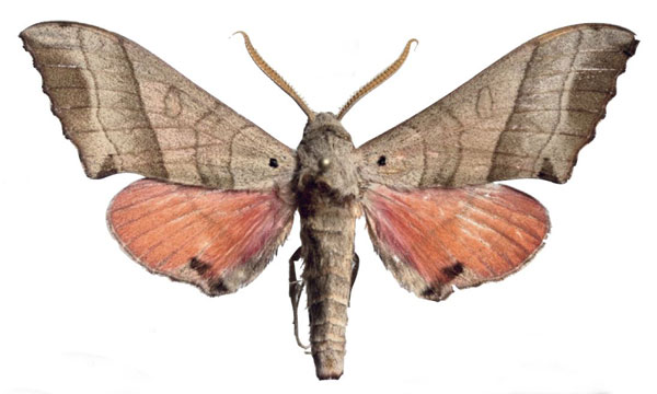 /filer/webapps/moths/media/images/R/reducta_Rufoclanis_AM_EMEMa.jpg