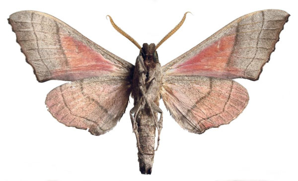 /filer/webapps/moths/media/images/R/reducta_Rufoclanis_AM_EMEMb.jpg