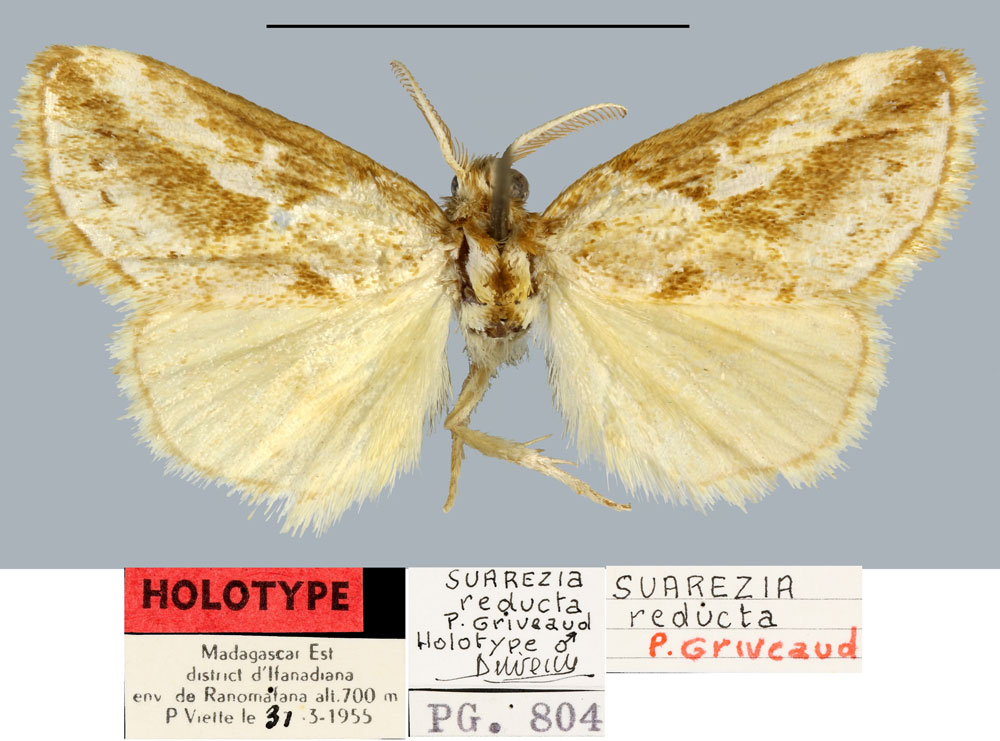 /filer/webapps/moths/media/images/R/reducta_Salvatgea_HT_MNHN.jpg