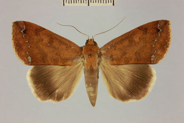 /filer/webapps/moths/media/images/R/reducta_Stenopis_AF_MNHN_01.jpg