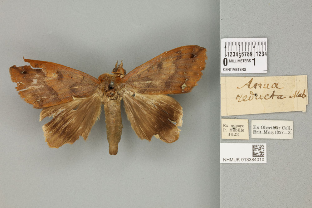 /filer/webapps/moths/media/images/R/reducta_Stenopis_AM_BMNHa.jpg