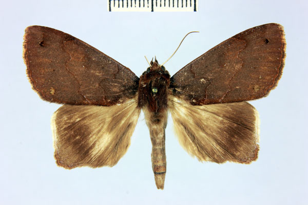 /filer/webapps/moths/media/images/R/reducta_Stenopis_AM_MNHN_01.jpg