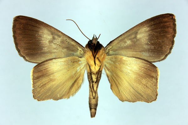 /filer/webapps/moths/media/images/R/reducta_Stenopis_AM_MNHN_02.jpg