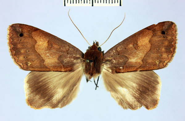 /filer/webapps/moths/media/images/R/reducta_Stenopis_AM_MNHN_02a.jpg