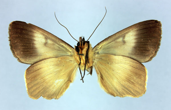/filer/webapps/moths/media/images/R/reducta_Stenopis_AM_MNHN_02b.jpg