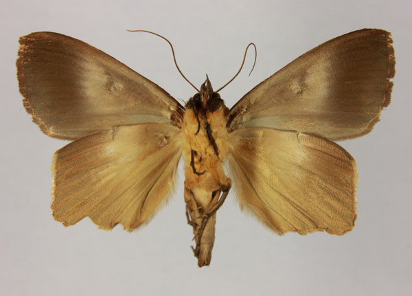 /filer/webapps/moths/media/images/R/reducta_Stenopis_AM_MNHNb.jpg