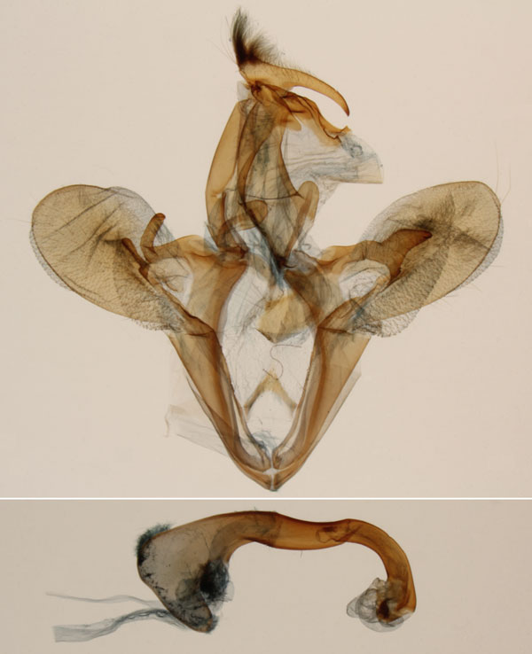 /filer/webapps/moths/media/images/R/reducta_Stenopis_GM_MNHN_8210.jpg