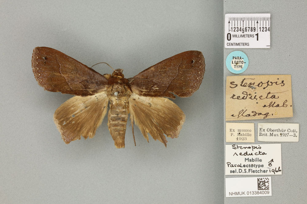 /filer/webapps/moths/media/images/R/reducta_Stenopis_PLT_BMNHa.jpg