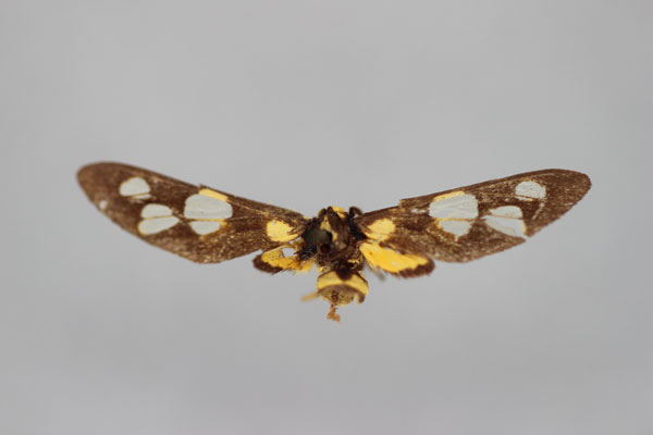 /filer/webapps/moths/media/images/R/reducta_Stictonaclia_HT_BMNH.jpg
