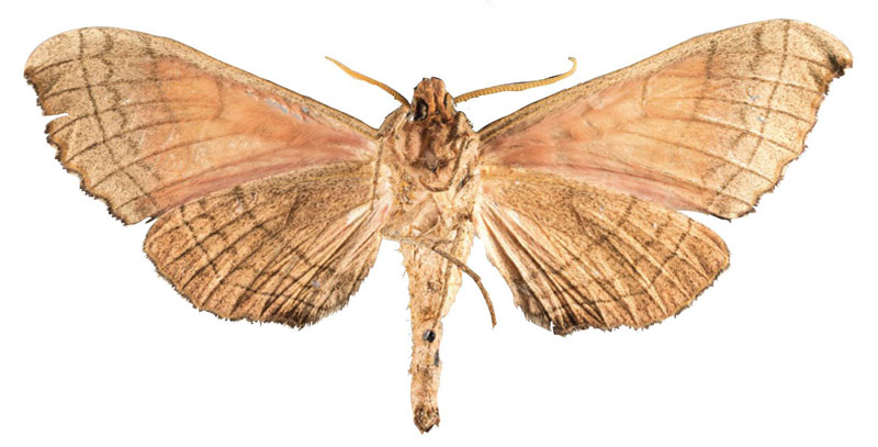 /filer/webapps/moths/media/images/R/reducta_Triptogon_HT_MFNb.jpg