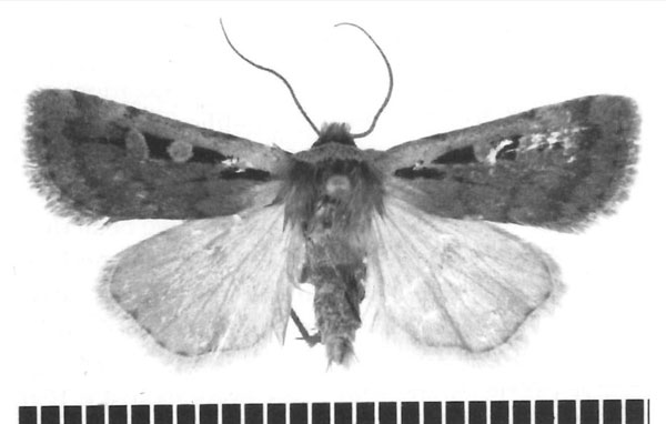 /filer/webapps/moths/media/images/R/reductistriga_Ochropleura_HT_TMSA.jpg