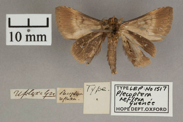 /filer/webapps/moths/media/images/R/reflexa_Plecoptera_HT_OUMNH_02.jpg