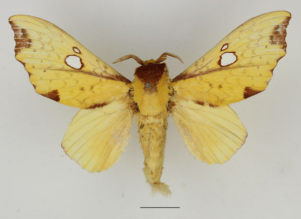 /filer/webapps/moths/media/images/R/regalis_Hypotrabala_AM_Basquin_01.jpg