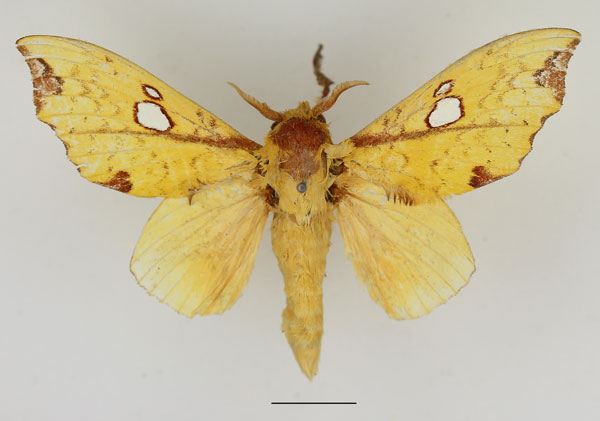 /filer/webapps/moths/media/images/R/regalis_Hypotrabala_AM_Basquin_02.jpg