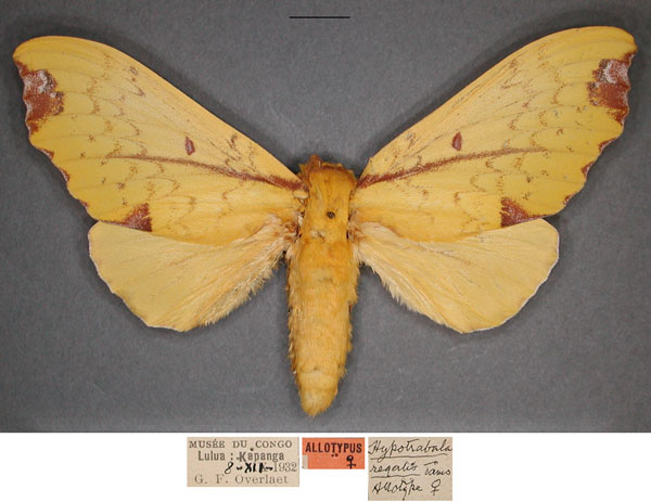 /filer/webapps/moths/media/images/R/regalis_Hypotrabala_AT_RMCAa.jpg