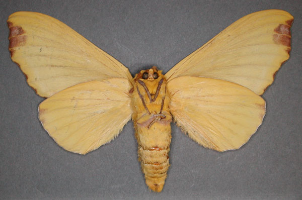 /filer/webapps/moths/media/images/R/regalis_Hypotrabala_AT_RMCAb.jpg