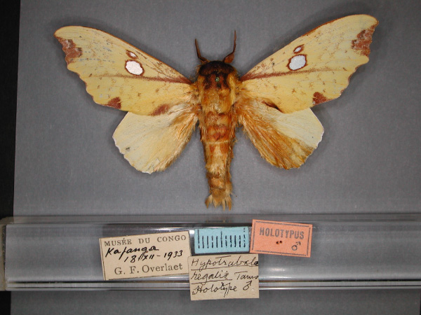 /filer/webapps/moths/media/images/R/regalis_Hypotrabala_HT_RMCA_01.jpg