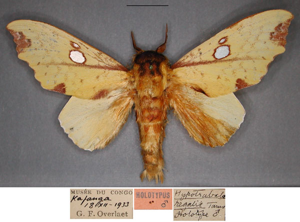 /filer/webapps/moths/media/images/R/regalis_Hypotrabala_HT_RMCAa.jpg