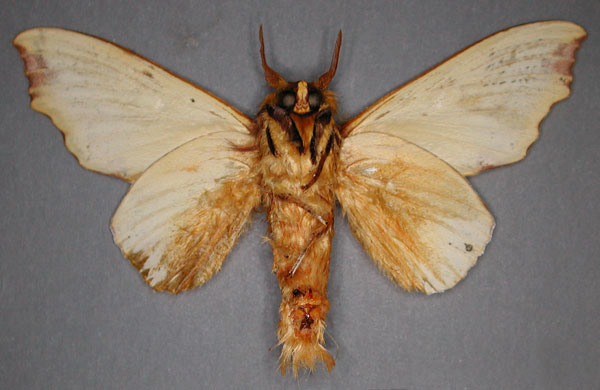 /filer/webapps/moths/media/images/R/regalis_Hypotrabala_HT_RMCAb.jpg