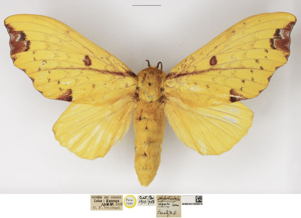/filer/webapps/moths/media/images/R/regalis_Hypotrabala_PTF_NHMUK_01.jpg