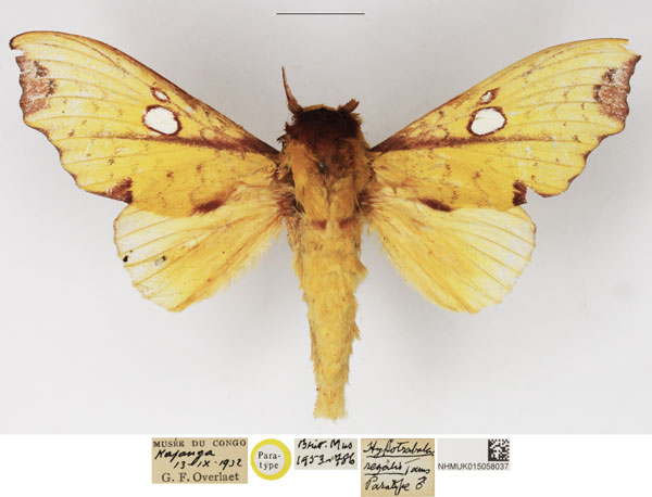 /filer/webapps/moths/media/images/R/regalis_Hypotrabala_PTM_NHMUK_01.jpg