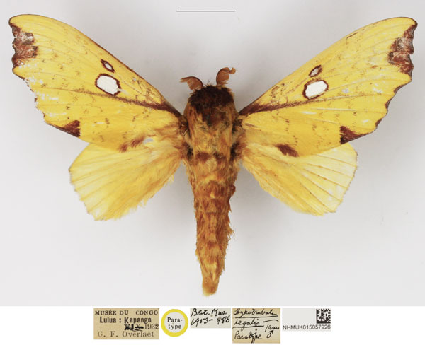 /filer/webapps/moths/media/images/R/regalis_Hypotrabala_PTM_NHMUK_02.jpg