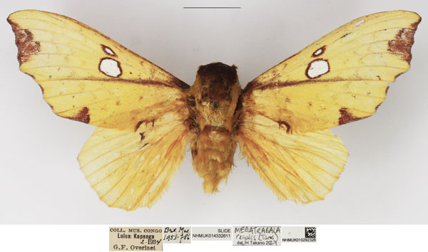 /filer/webapps/moths/media/images/R/regalis_Megatrabala_AM_NHMUK.jpg