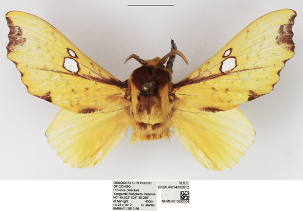 /filer/webapps/moths/media/images/R/regalis_Megatrabala_AM_NHMUK_01.jpg