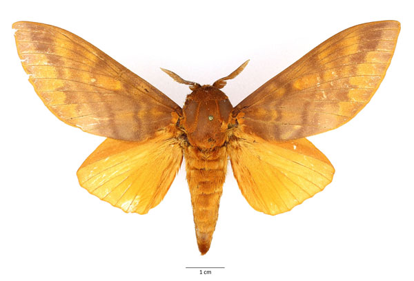 /filer/webapps/moths/media/images/R/regia_Gonometa_AM_Basuin_02.jpg
