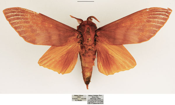 /filer/webapps/moths/media/images/R/regia_Gonometa_AM_TMSA.jpg