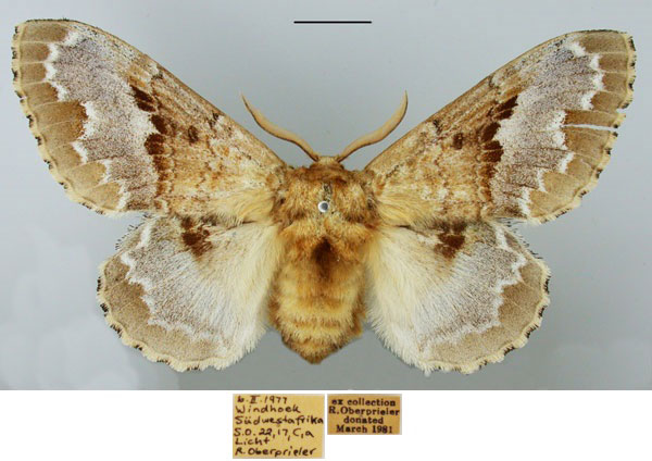 /filer/webapps/moths/media/images/R/regia_Schausinna_AF_TMSA_GrQbHz0.jpg