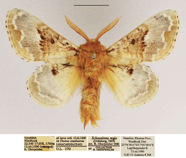 /filer/webapps/moths/media/images/R/regia_Schausinna_AM_TMSA_02.jpg