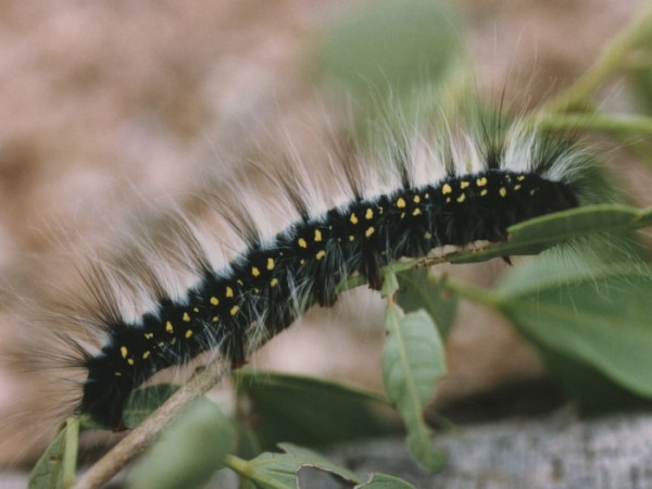 /filer/webapps/moths/media/images/R/regia_Schausinna_C_Roland.jpg