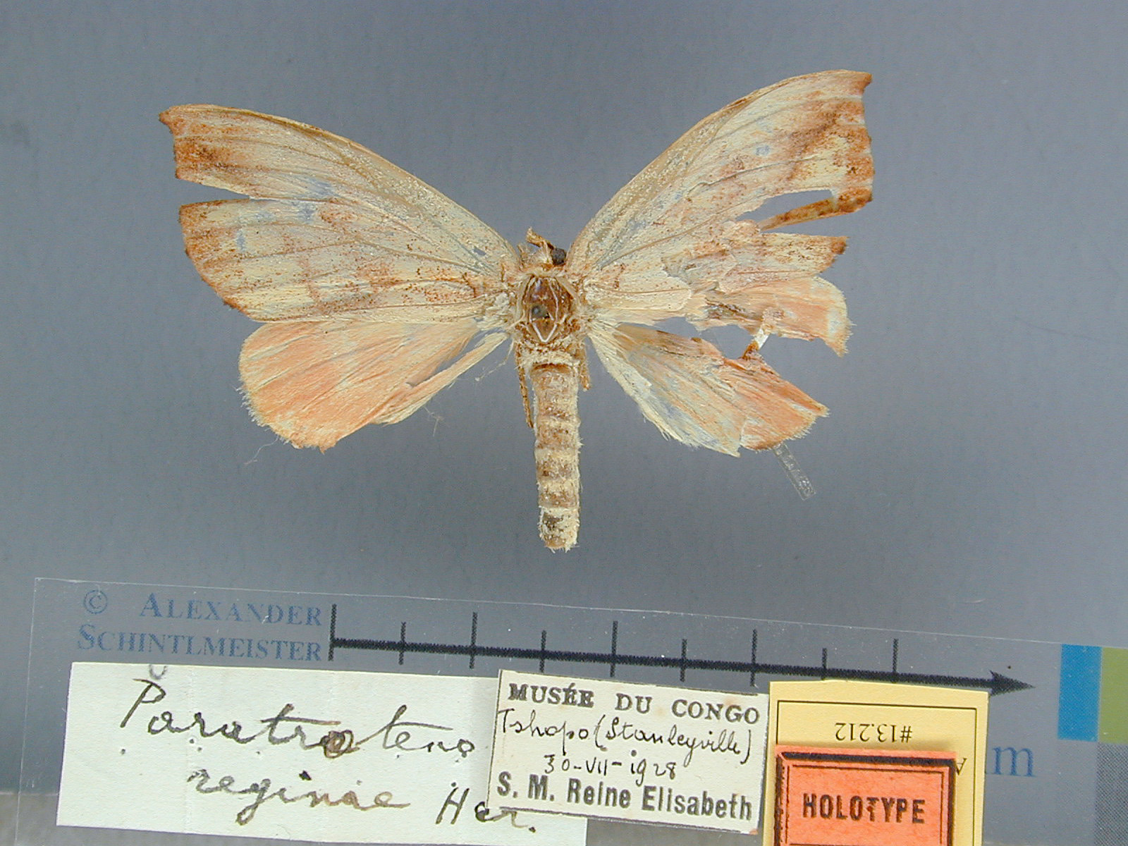 /filer/webapps/moths/media/images/R/reginae-ogovensis-Paratrotonotus-13212f-HT-Kongo.jpg