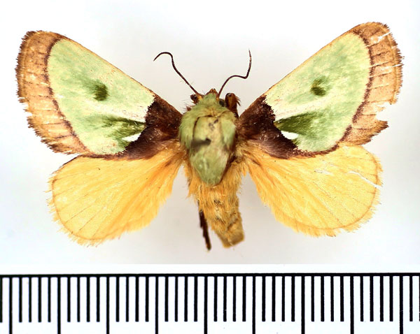/filer/webapps/moths/media/images/R/reginula_Parasa_AF_BMNH.jpg