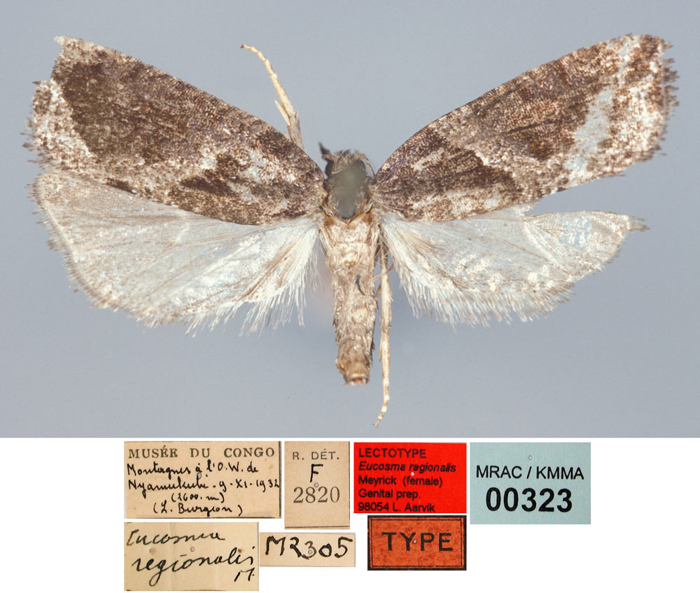 /filer/webapps/moths/media/images/R/regionalis_Eucosma_LT_RMCA.jpg