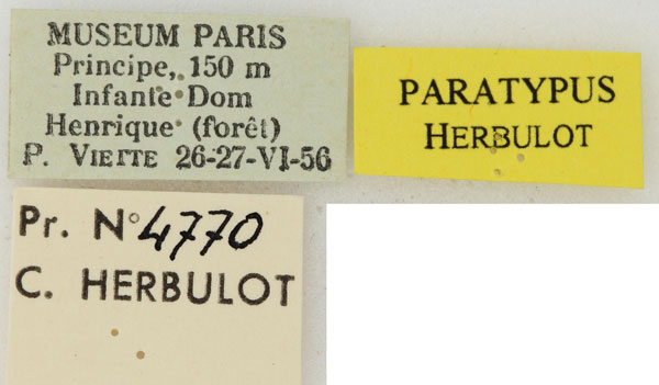 /filer/webapps/moths/media/images/R/regressa_Thalassodes_PTLBL_ZSM.jpg
