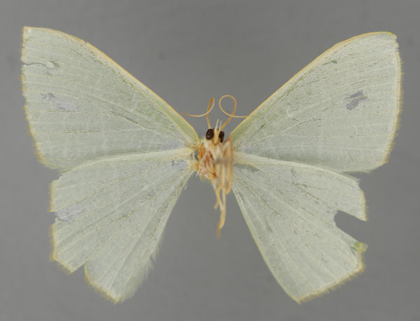 /filer/webapps/moths/media/images/R/regressa_Thalassodes_PT_ZSM_02.jpg