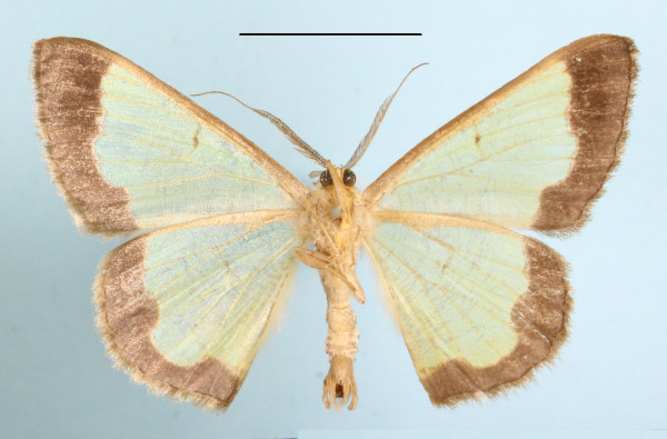/filer/webapps/moths/media/images/R/regularis_arcuata_Zamarada_A_MGCLb_01.JPG