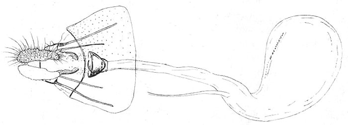 /filer/webapps/moths/media/images/R/regulus_Rubidograptis_GF_ISEA.jpg