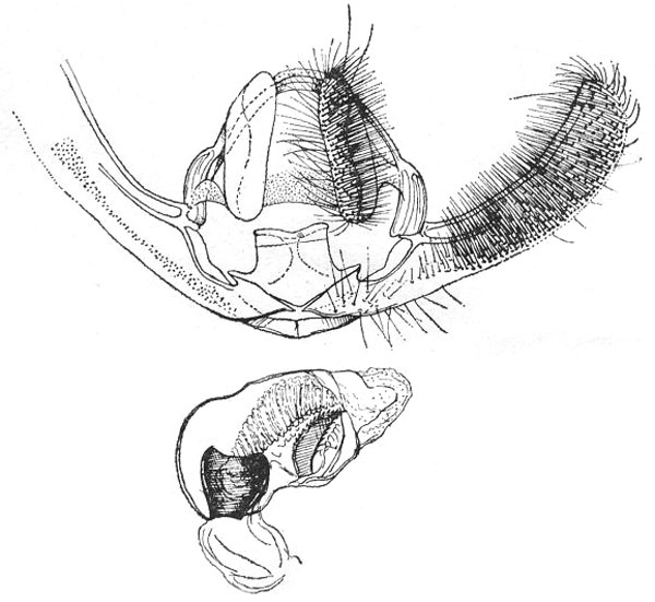 /filer/webapps/moths/media/images/R/regulus_Rubidograptis_GMHT_ISEA.jpg