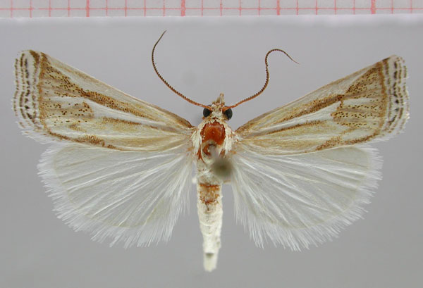 /filer/webapps/moths/media/images/R/relicta_Parancylolomia_PT_ZMHB.jpg