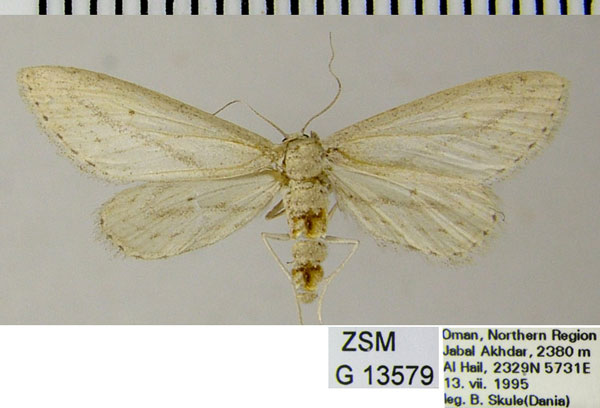 /filer/webapps/moths/media/images/R/relictata_Scopula_AF_ZSMa.jpg
