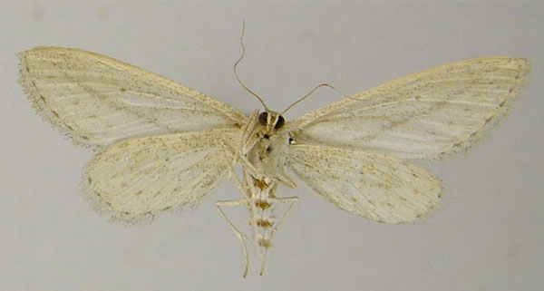 /filer/webapps/moths/media/images/R/relictata_Scopula_AF_ZSMb.jpg