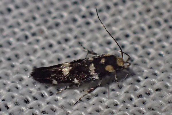 /filer/webapps/moths/media/images/R/reliqua_Gibeauxiella_A_Bippus.jpg