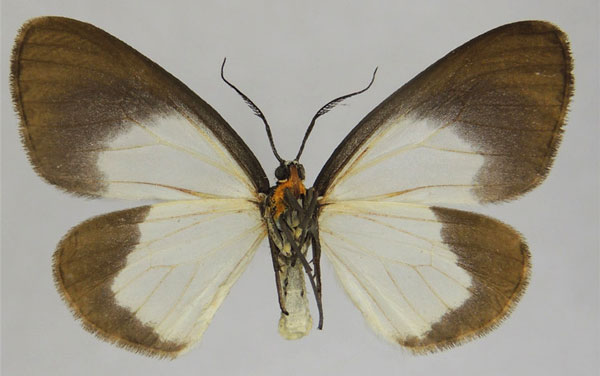 /filer/webapps/moths/media/images/R/reliqua_Terina_AF_ZSMb.jpg