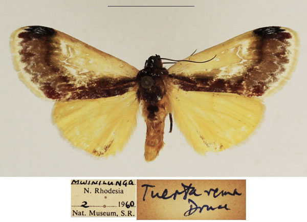 /filer/webapps/moths/media/images/R/rema_Tuertella_AM_TMSA_01.jpg